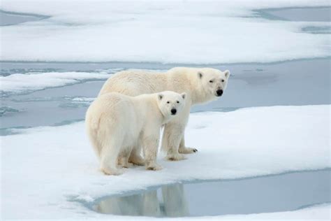 International Polar Bear Day 2023: 5 Facts About Polar Bears | Earth.Org