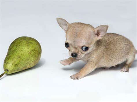 Toudi, the World's Smallest Dog Is Obviously a Chihuahua