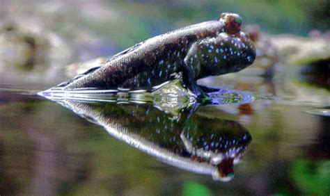 Mudskipper – Periophtalmus - Fish