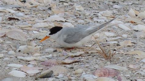 A Tale of an Abandoned Fairy Tern Chick | Newsroom