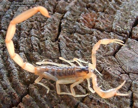 Bug Pictures: Striped Bark Scorpion (Centruroides vittatus) by GD_Rankin