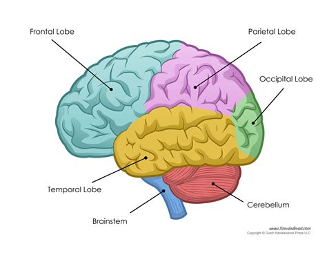 Human Brain Diagram – Labeled, Unlabled, and Blank