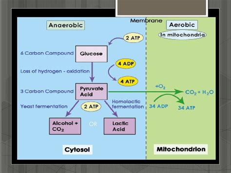 Anaerobic respiration