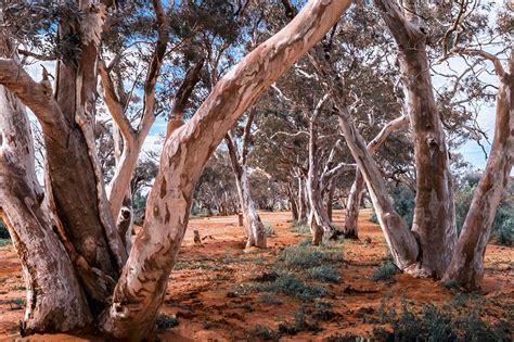 Portrait of the Australian outback - Australian Geographic