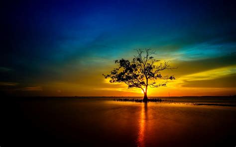 Tree Sunrise Wallpapers - Top Free Tree Sunrise Backgrounds ...