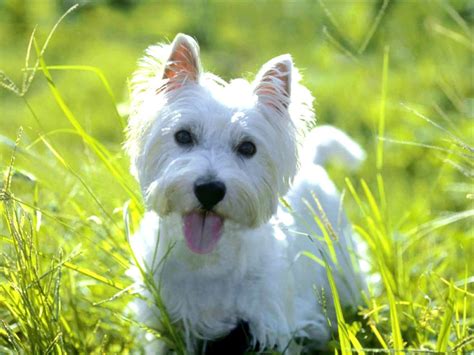 West Highland White Terrier Dog Breed - Pictures, Information ...