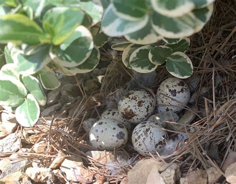 Gambel’s quail eggs. Scottsdale, Arizona. Callipepla gambe… | Flickr