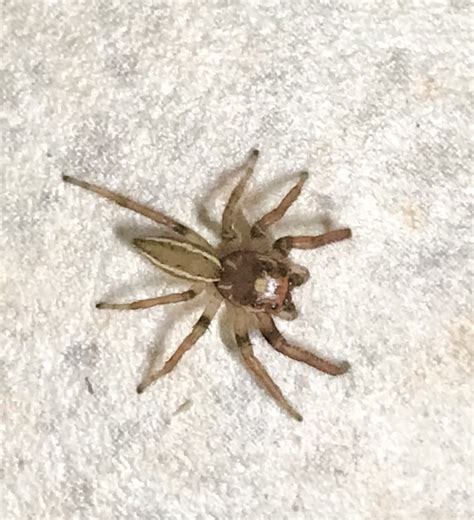 Unidentified spider in Charlottesville, Virginia United States