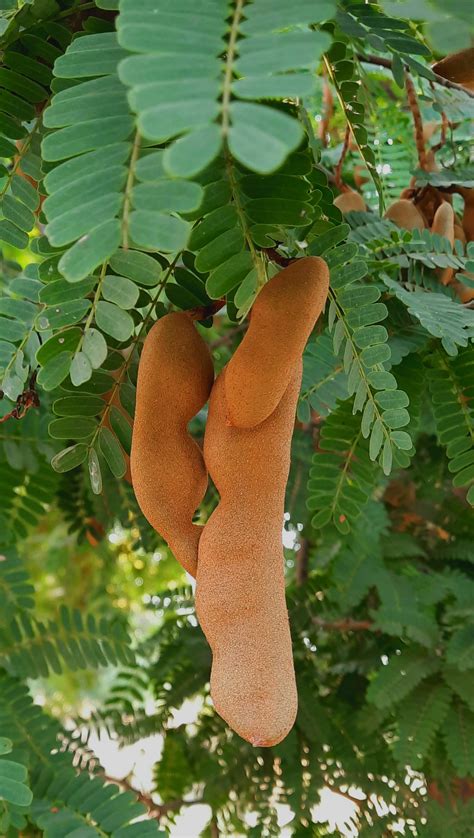 Tamarind fruit - PixaHive