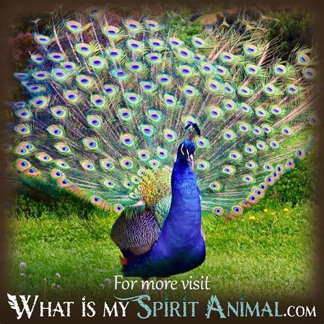 Peacock Dreams Interpretation - What Is My Spirit Animal | Spirit ...