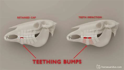 9 Common Horse Teeth Problems You Should Know [Visual Guide]