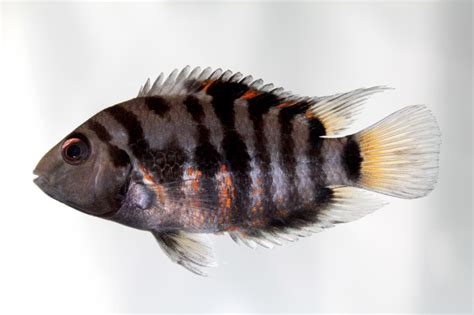 Convict Cichlid Fish - The Care, Feeding and Breeding of Convict ...