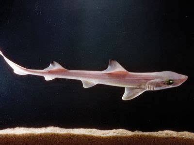 Sand shark | Size, Habitat, & Facts | Britannica