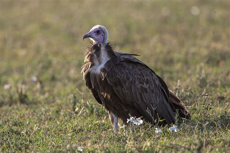 Definitive Guide To Hooded Vulture Facts, Habitat, Conservation Status ...