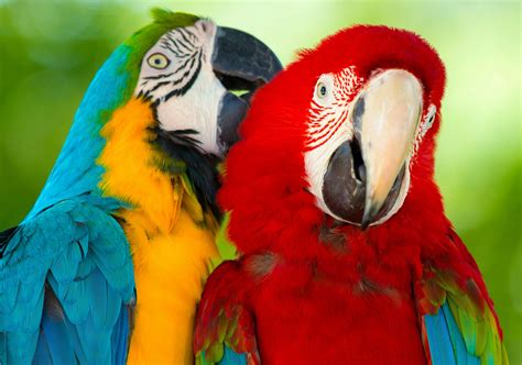 parrot, Macaw, Bird Wallpapers HD / Desktop and Mobile Backgrounds