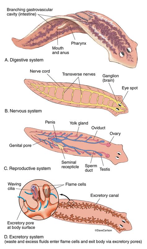 Planariadiagramnawalanglabel