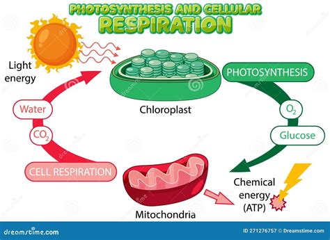 Photosynthesis and Cellular Respiration Diagram Stock Vector ...