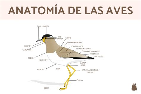 Partes de un ave - ¡Anatomía!