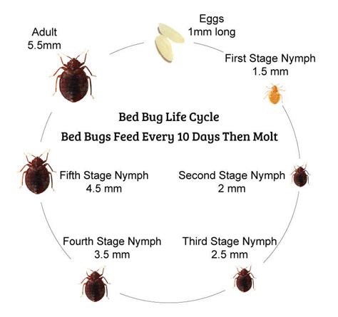 Concept 85 of Bed Bug Life Cycle Stages | theworldofyourstruly