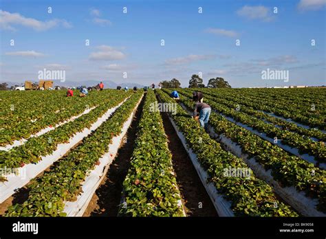 United States: Truck farming in California Stock Photo, Royalty Free ...