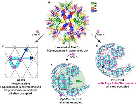 A molecular model for capsid assembly modulation a Capsid without CAM ...