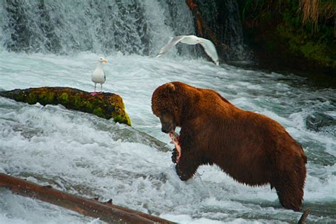 Grizzly Brown Bear Eating Salmon, Katmai National Park, Alaska Stock ...