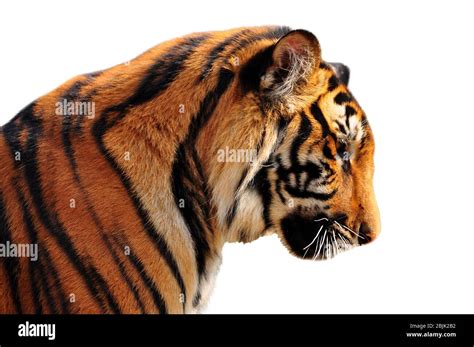 The face right side of bengal tiger Stock Photo - Alamy