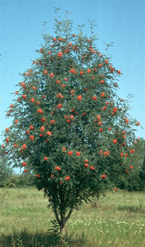 Hybrida Oak Leaf Mountain Ash