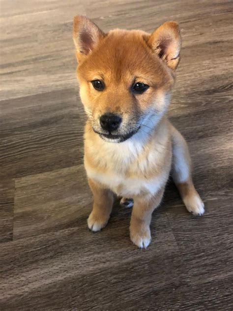 Shiba Inu Puppies For Sale | Henderson, NV #330447