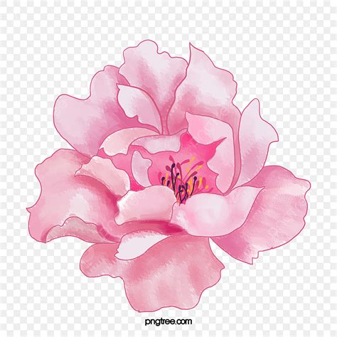 Pink Flowers PNG Transparent, Pink Flowers, Watercolor, Flowers, Pink ...