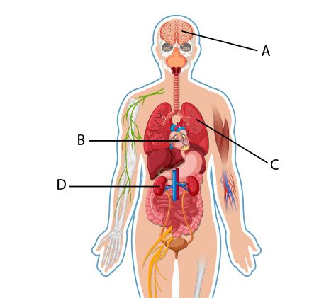 How Many Organs Do We Have In Our Body? Unveiling The Human Bodys ...