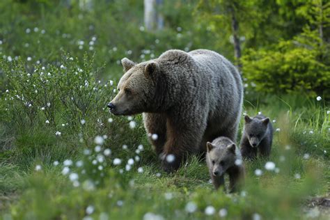 Brown bear family in Sweden came very close | Animals wild, Animals ...