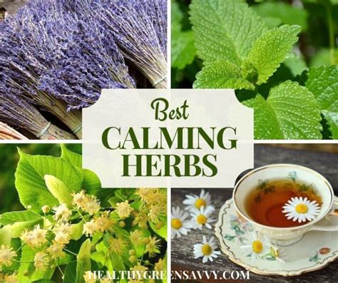 20 Best Calming Herbs for Relaxation & Stress Relief