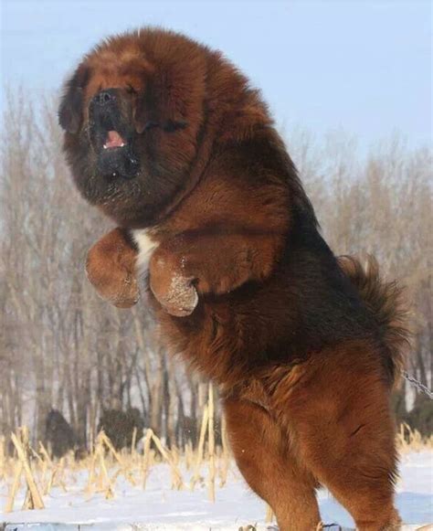 tibetan mastiff | Fluffy dogs, Huge dogs, Giant dogs