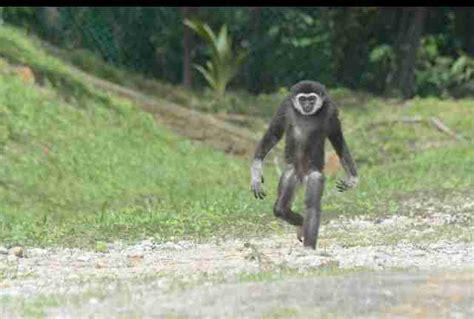 Wild Gibbon Was Kept Locked In Cage As A Pet For Years - The Dodo