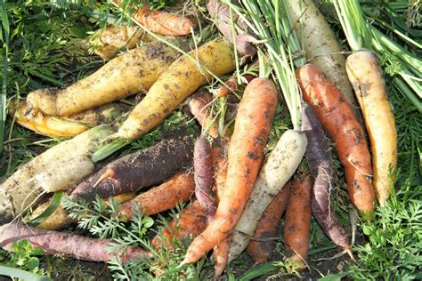 Harvesting carrots - Gardsfruene