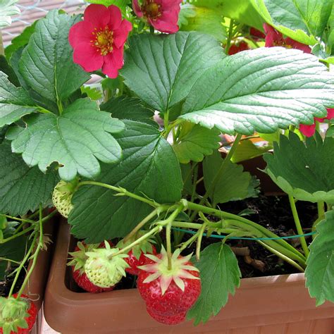 Unusual Strawberry Plants to Try - Western Garden Centers