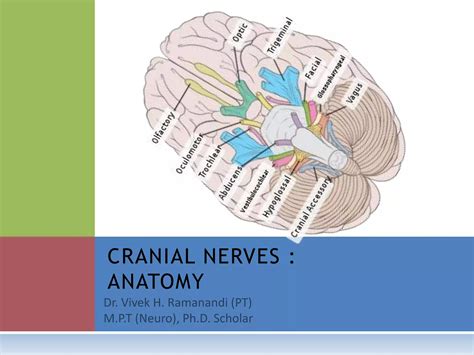 CRANIAL NERVES- ANATOMY | PPT