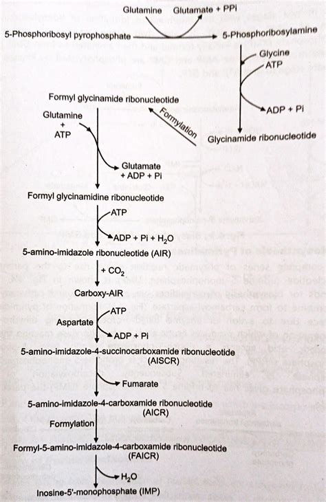 Biosynthesis of purine and pyrimidine nucleotides.