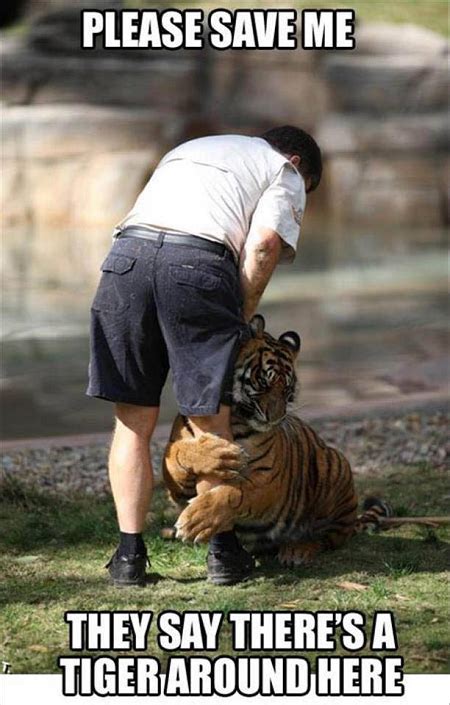 Theres A Tiger On the Loose Meme | Slapcaption.com | Funny animals with ...