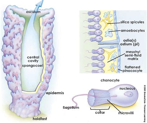 Phylum Porifera | Phylum Porifera | Pinterest | Zoology and Marine biology