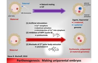 Parthenogenesis - Wikipedia