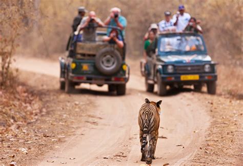 Wildlife Safari In India: How Vast And Diverse It Can Be - Welgrow ...