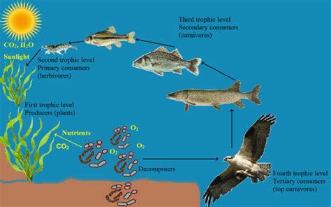 ROLES OF AQUATIC MICROORGANISMS IN RECYCLING OF MATTER – Water detective