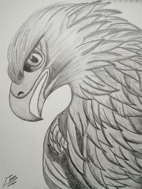 Águila a lapiz | Aguila para dibujar, Aguila dibujo, Dibujos bonitos