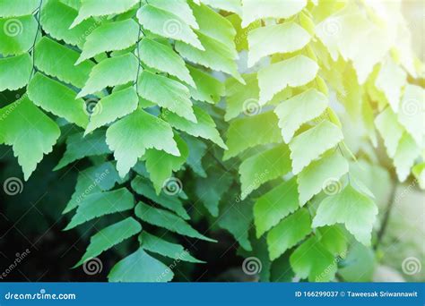 Exotic Tropical Ferns in the Forest Stock Image - Image of forest ...