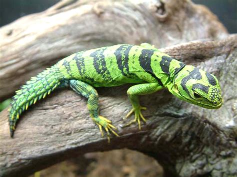 The Tropical or Amazon thornytail iguana – Uracentron flaviceps ...