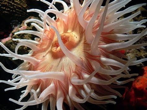 Facts: The Sea Anemone - YouTube