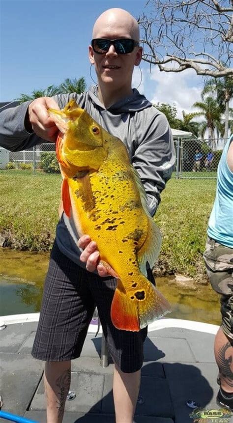 Peacock Bass Package Fishing Trips | Peacock Bass Package Tours in Fla