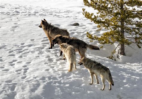 Wolves Mating Hard Drawing